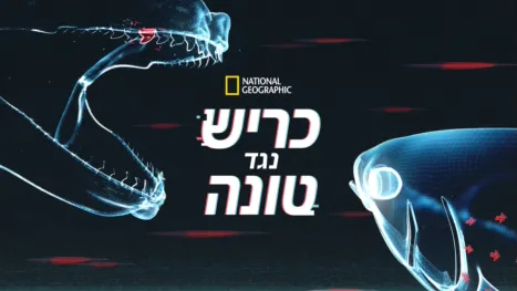 thumbnail - כריש נגד טונה