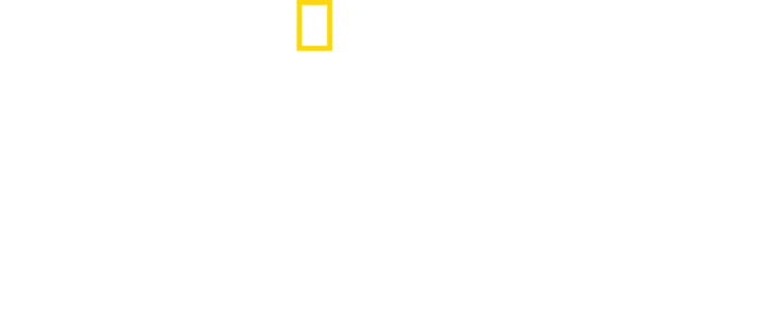 סודות הכריש השורי