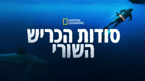 thumbnail - סודות הכריש השורי