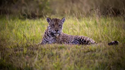 thumbnail - S1:E1 Meet the Jaguars