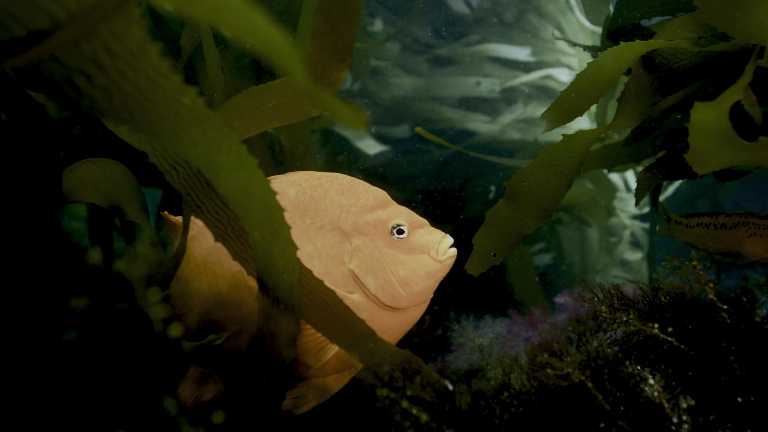 thumbnail - S1:E2 The Wild West