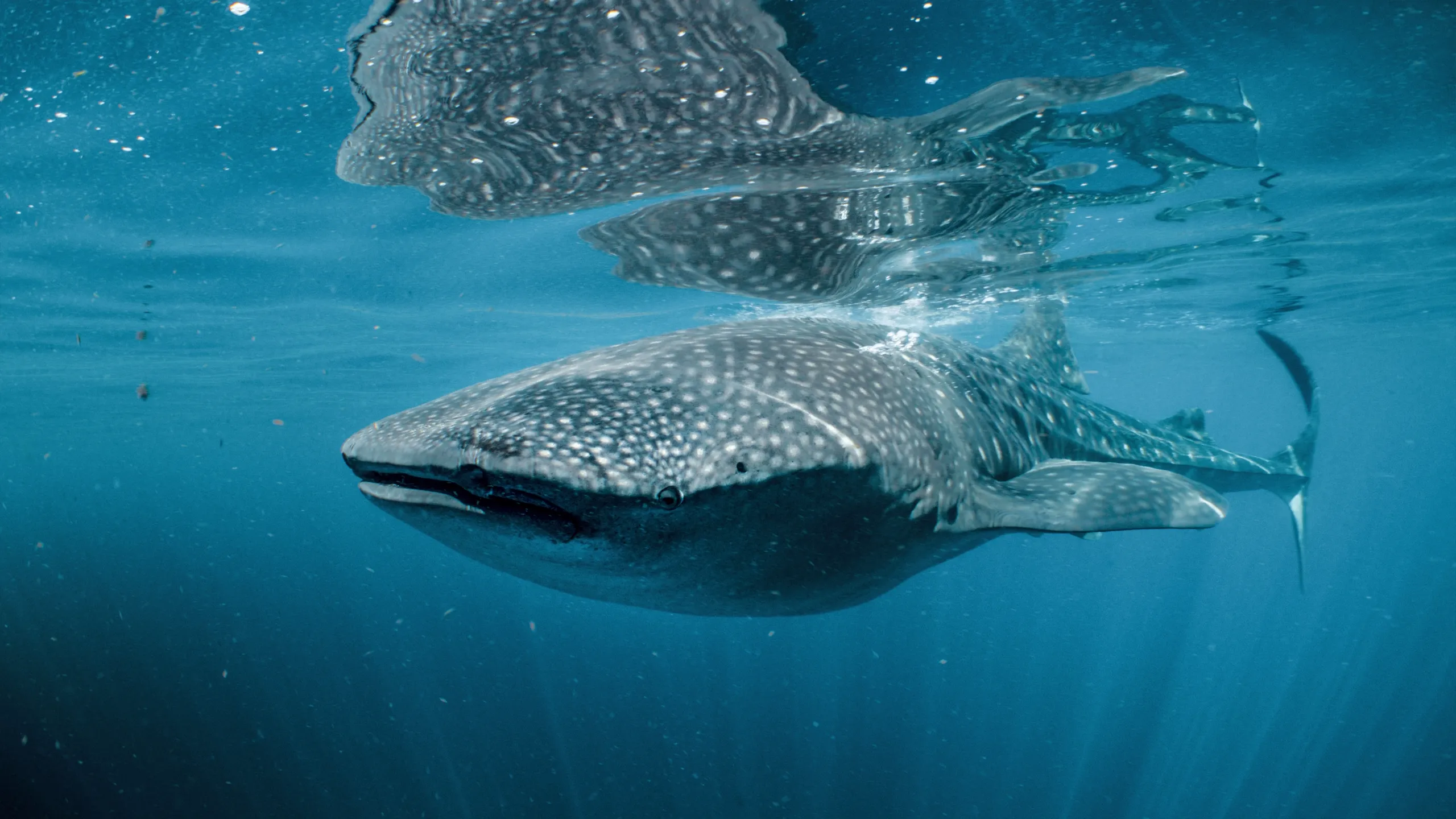 thumbnail - S1:E4 Coral Seas