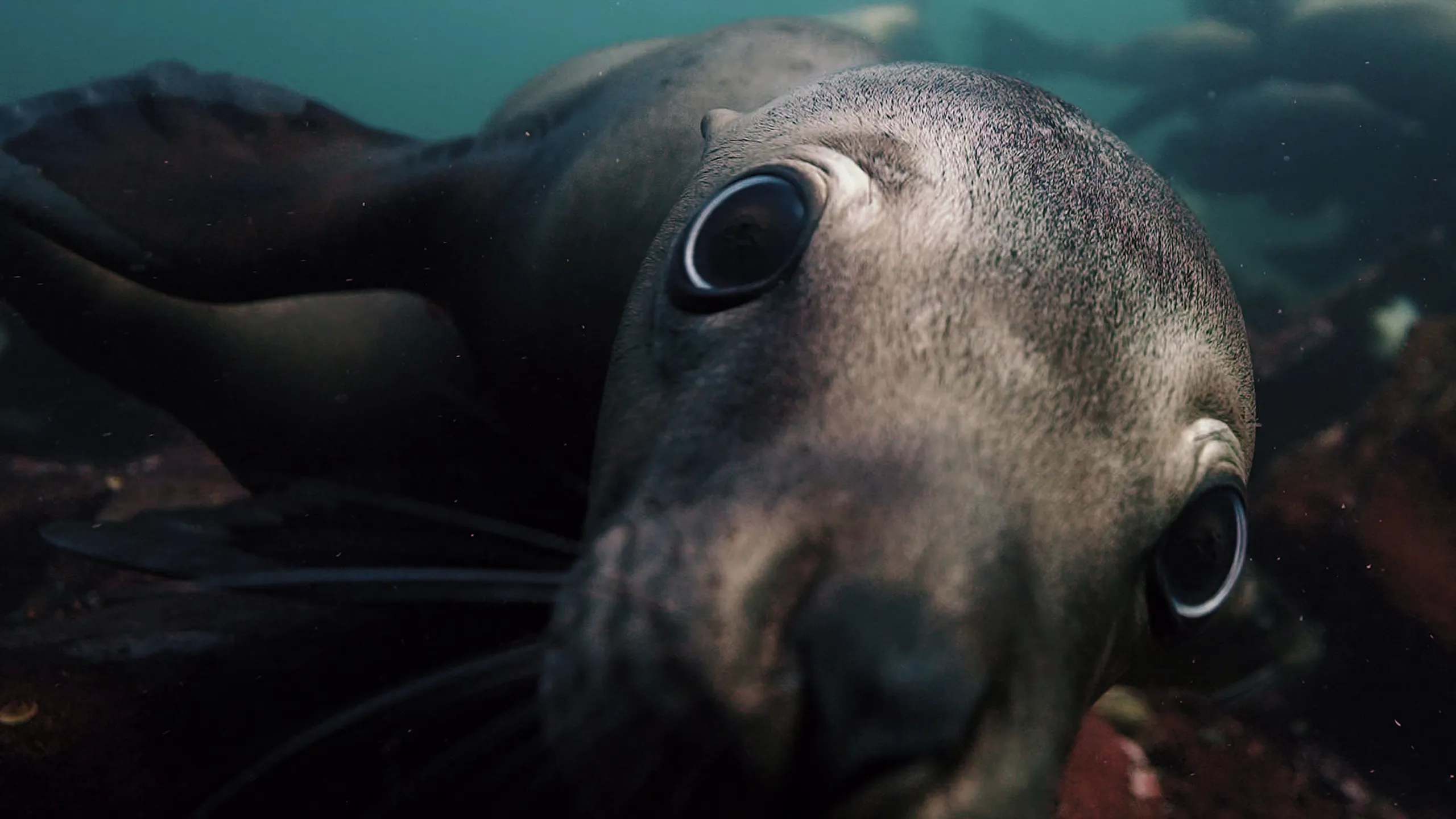 thumbnail - S1:E1 Seasonal Shores