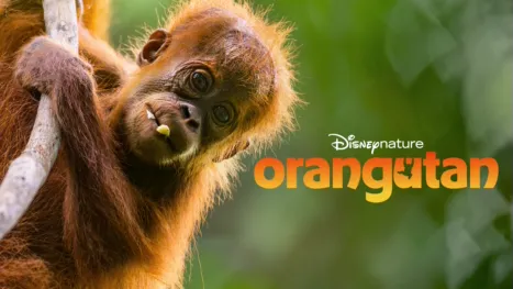 thumbnail - Orangutan