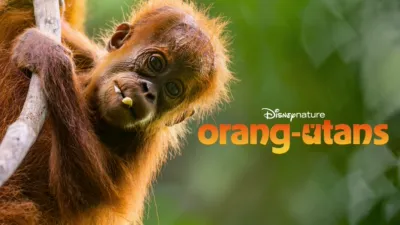 thumbnail - Orang-Utans