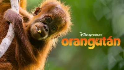 thumbnail - Orangután