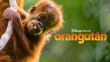 thumbnail - Orangután