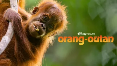 thumbnail - Orang-outan