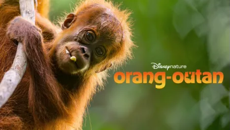 thumbnail - Orang-outan