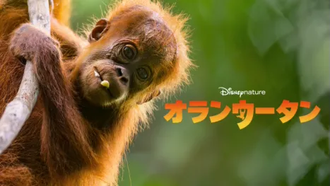 thumbnail - オランウータン