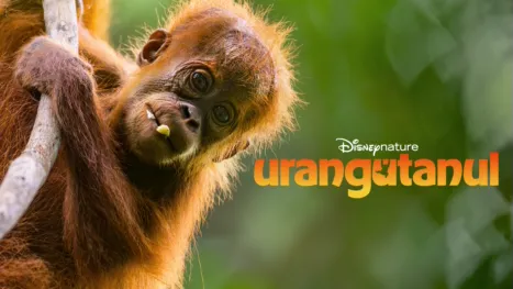 thumbnail - Urangutanul