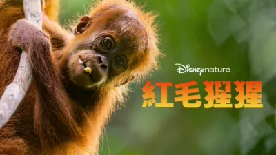 thumbnail - 紅毛猩猩