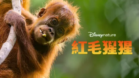 thumbnail - 紅毛猩猩