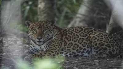 thumbnail - S1:E5 Badalo is Missing