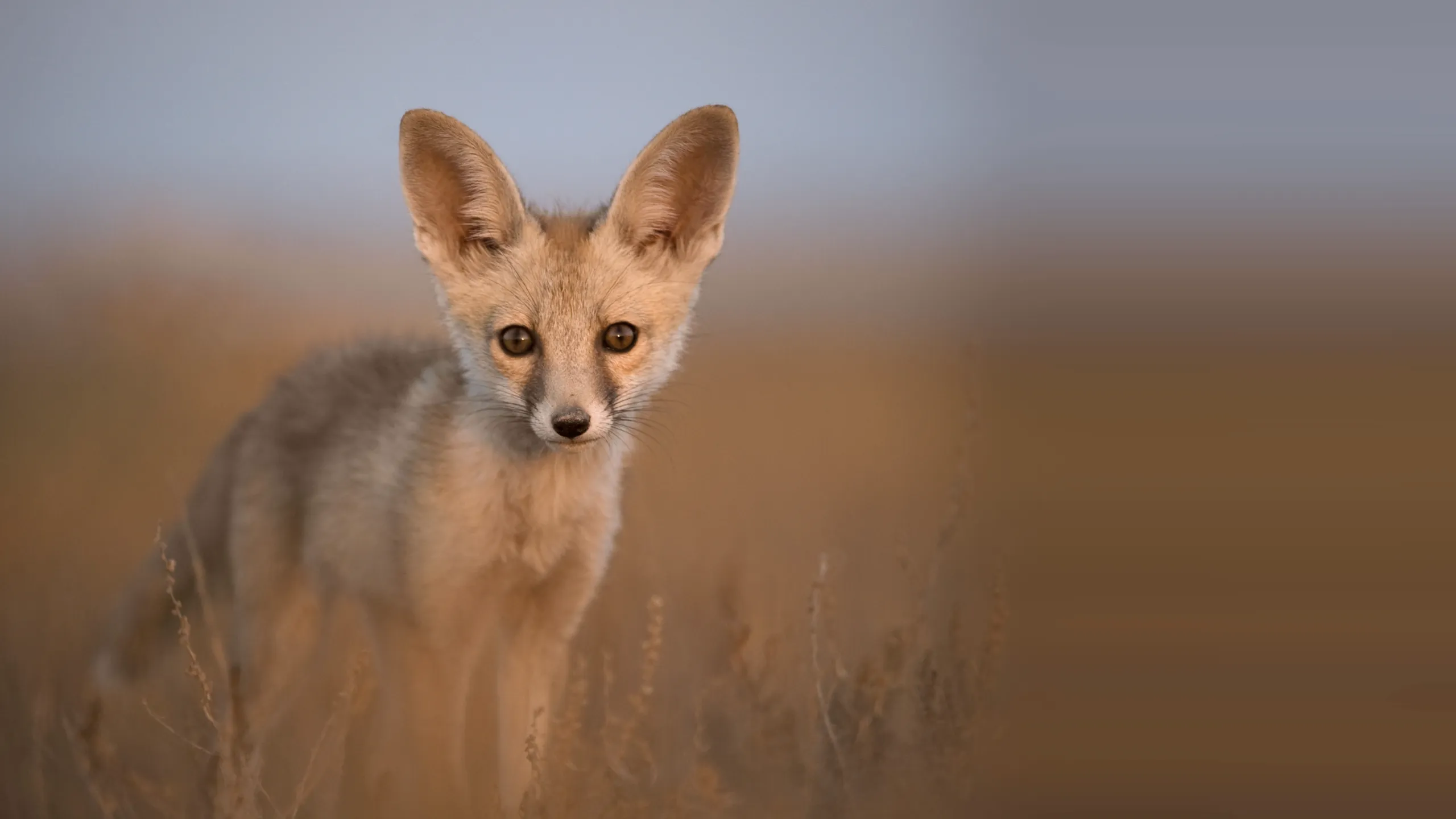 Secrets of Wild India