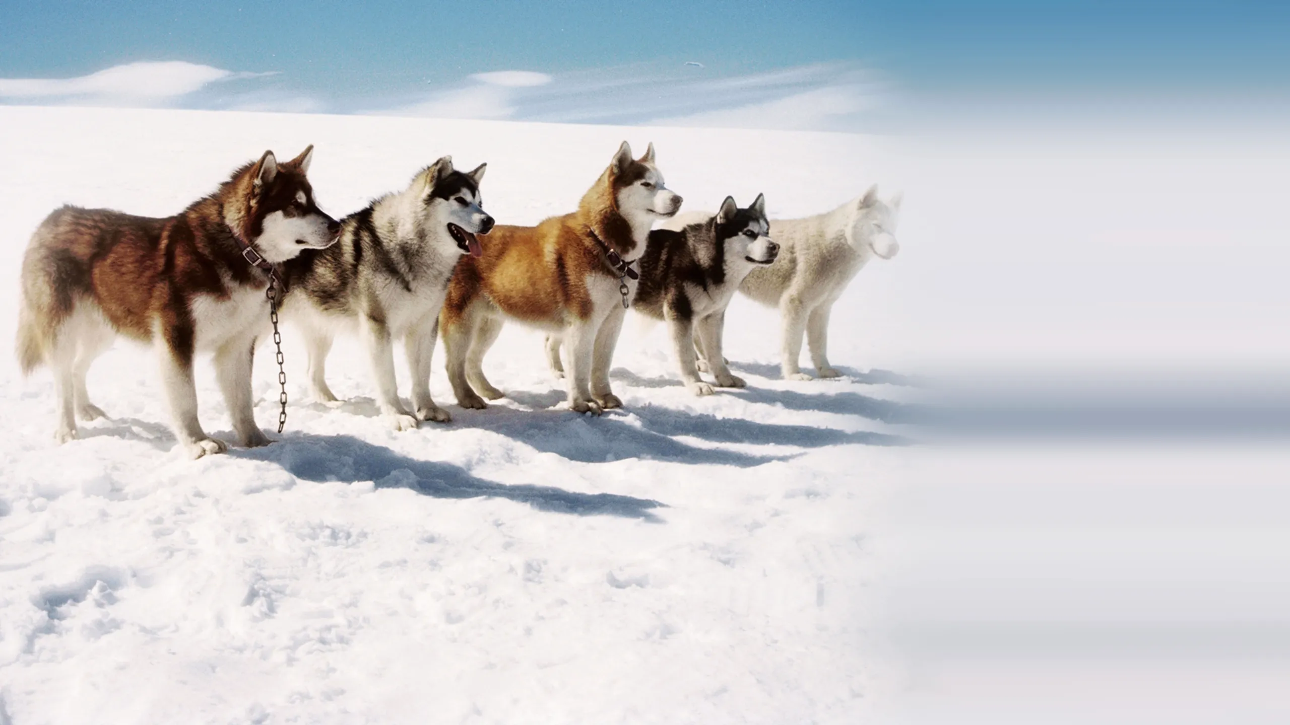 Eight Below