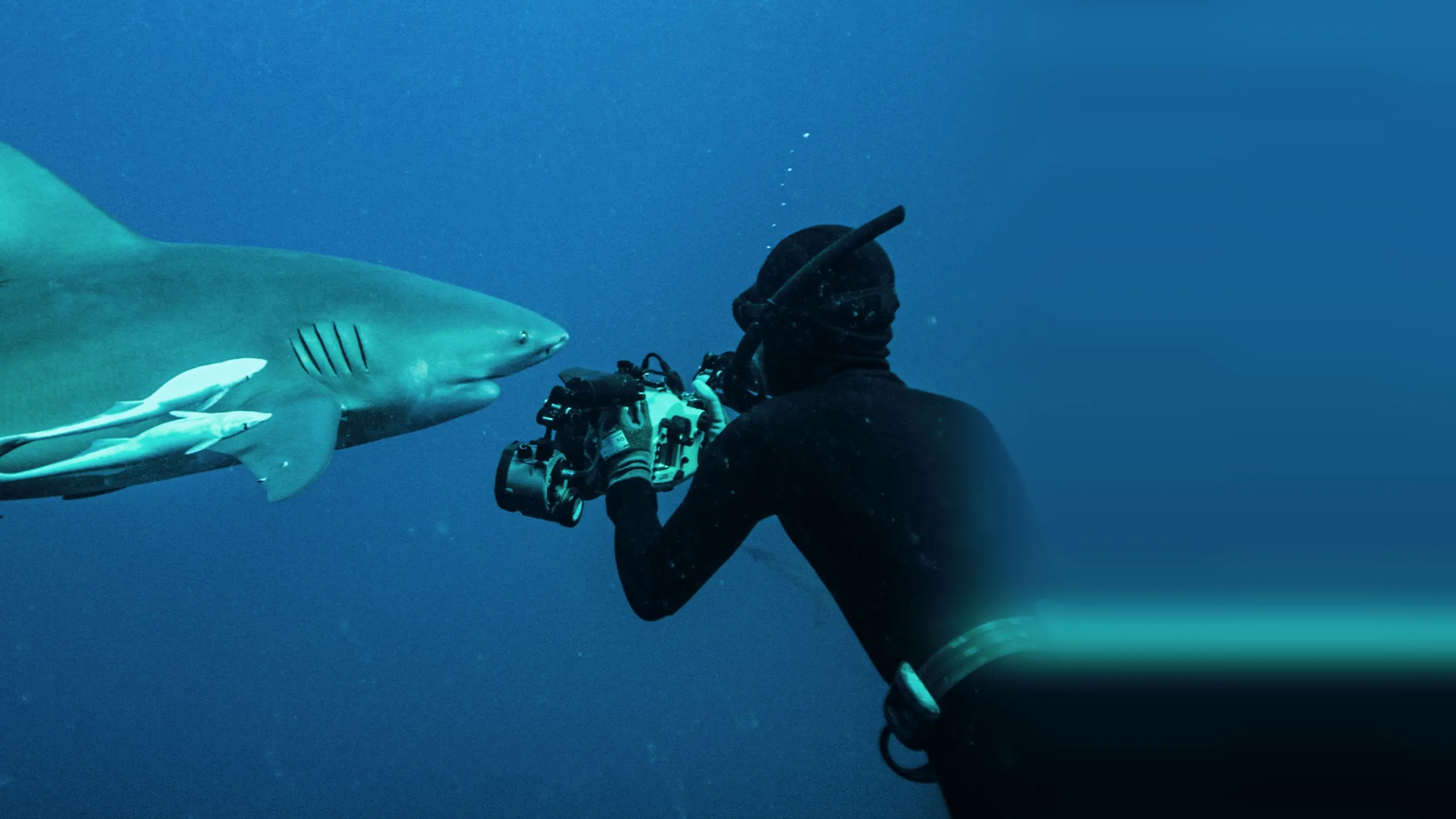 Secrets of the Bull Shark