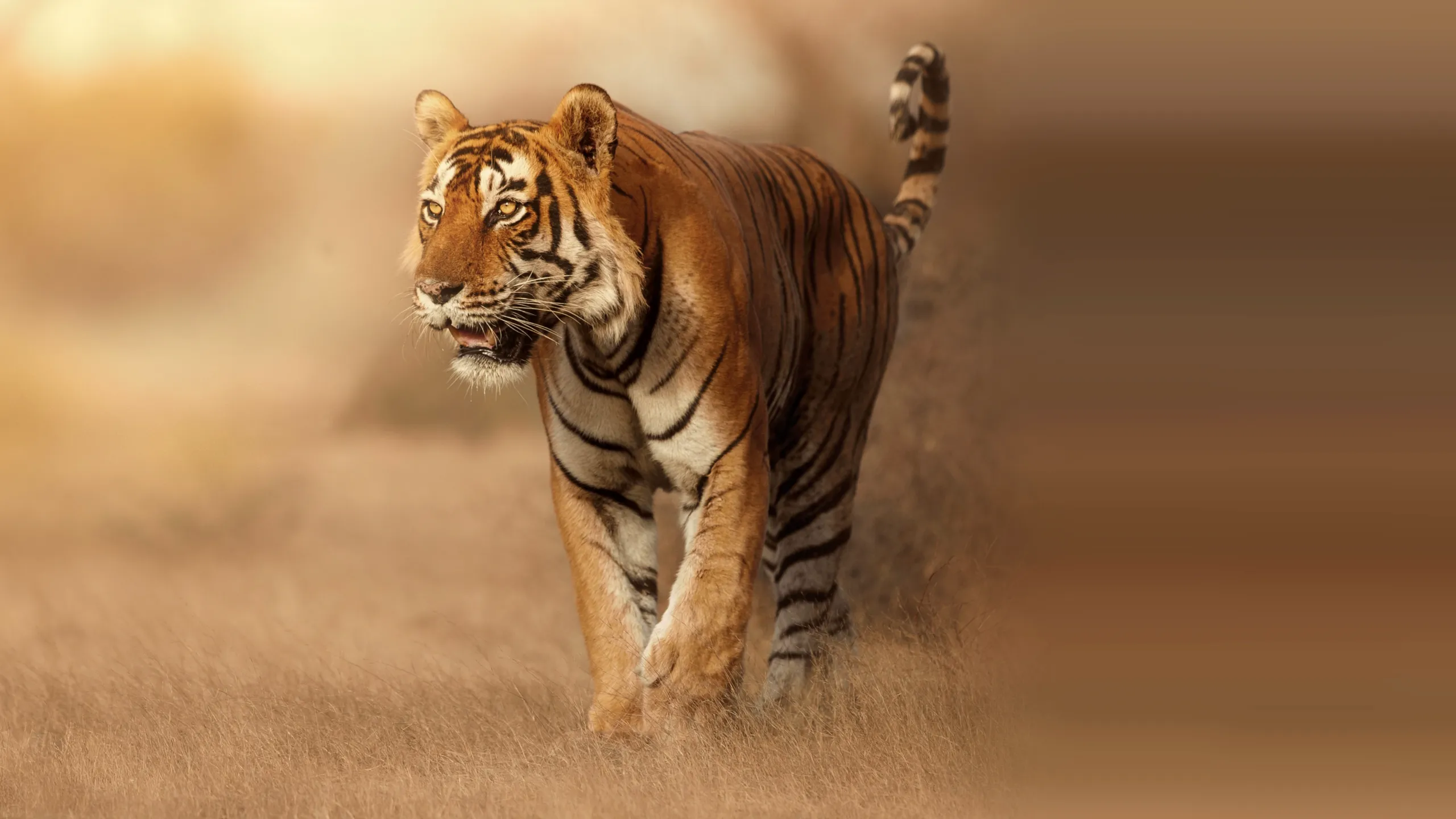 Wild Cats of India