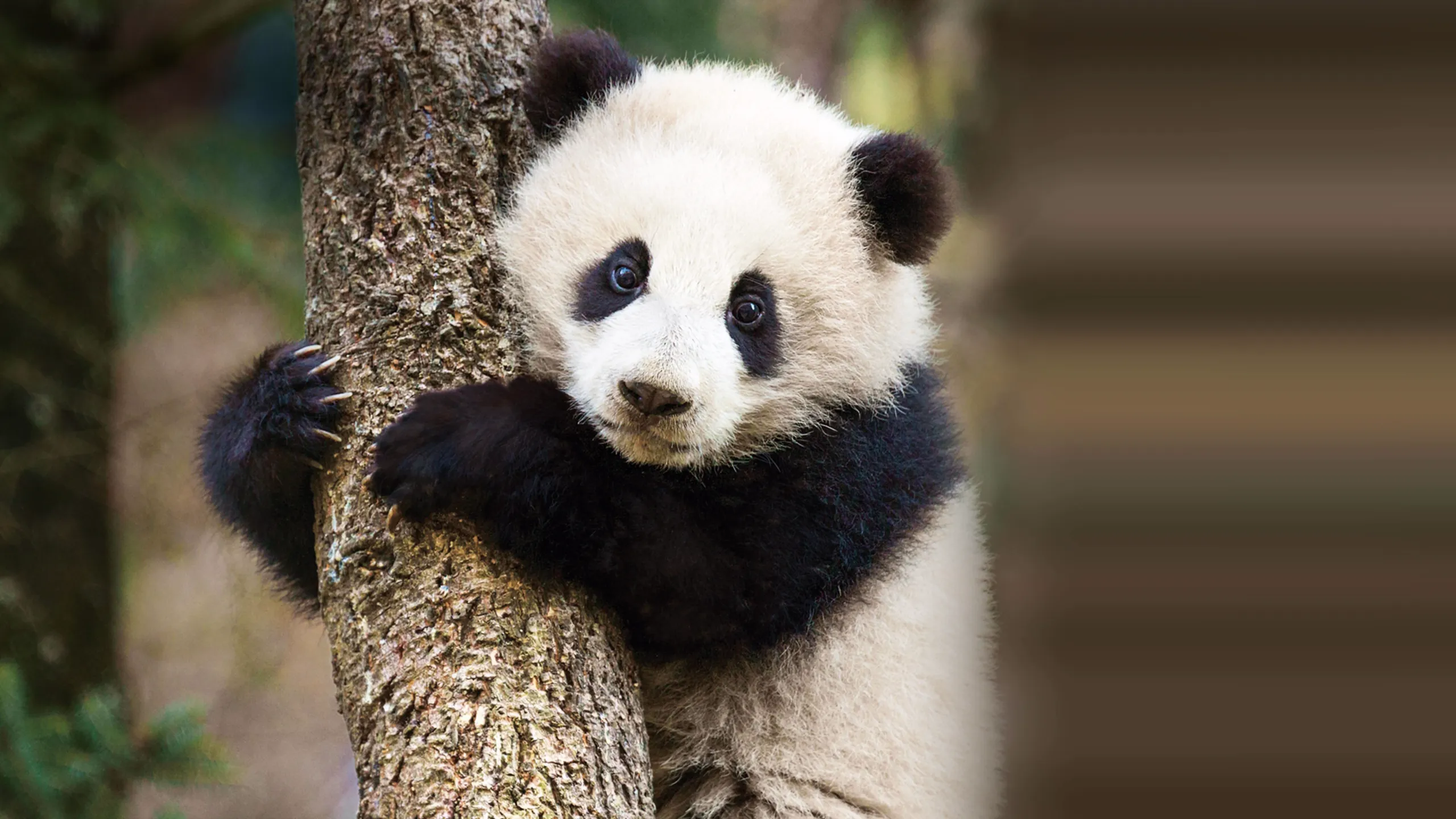 Disneynature Born in China
