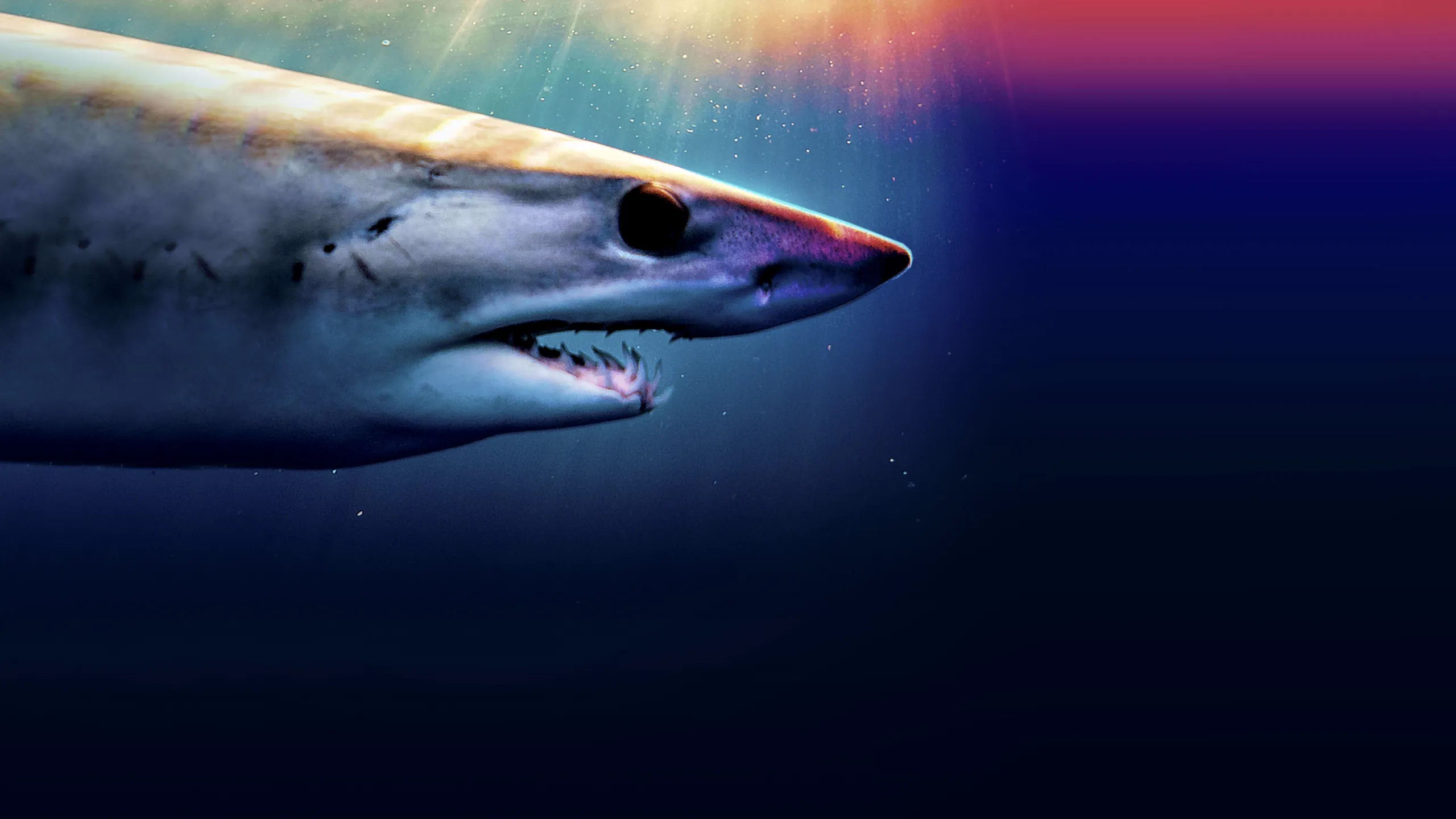 Shark Superpower