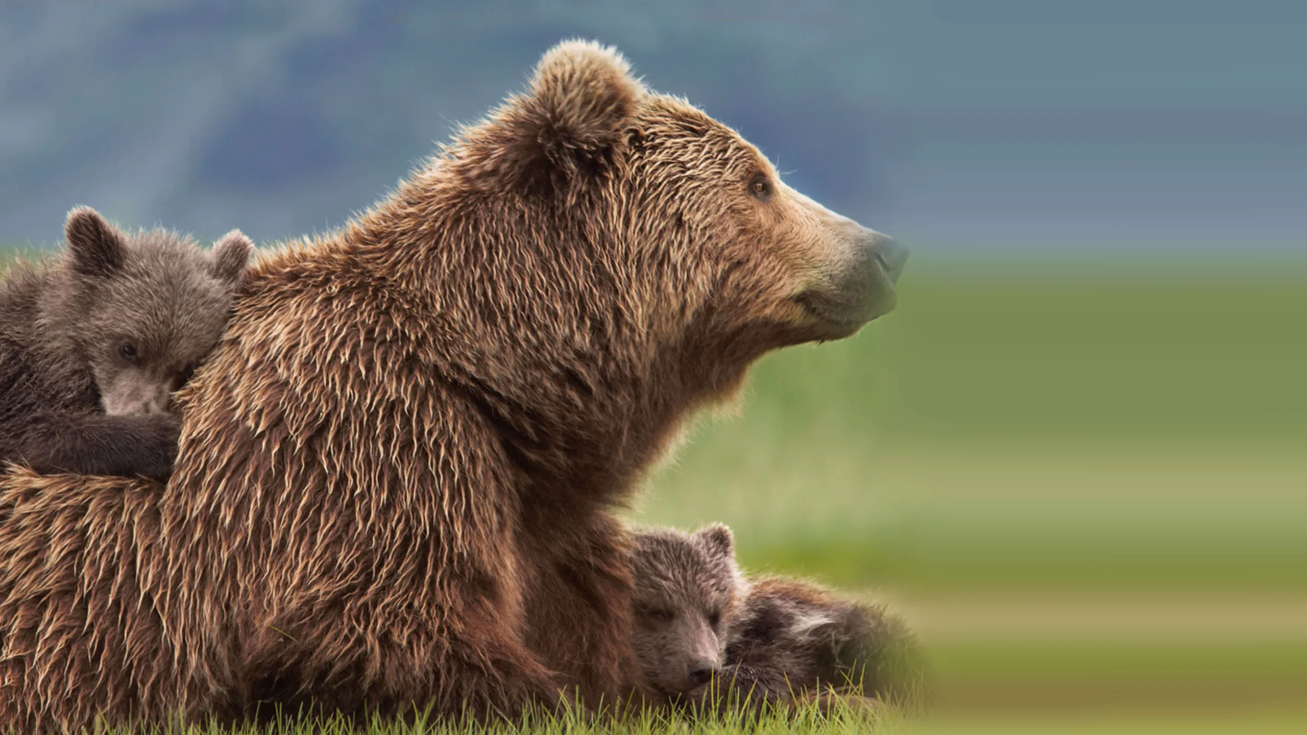 Bears