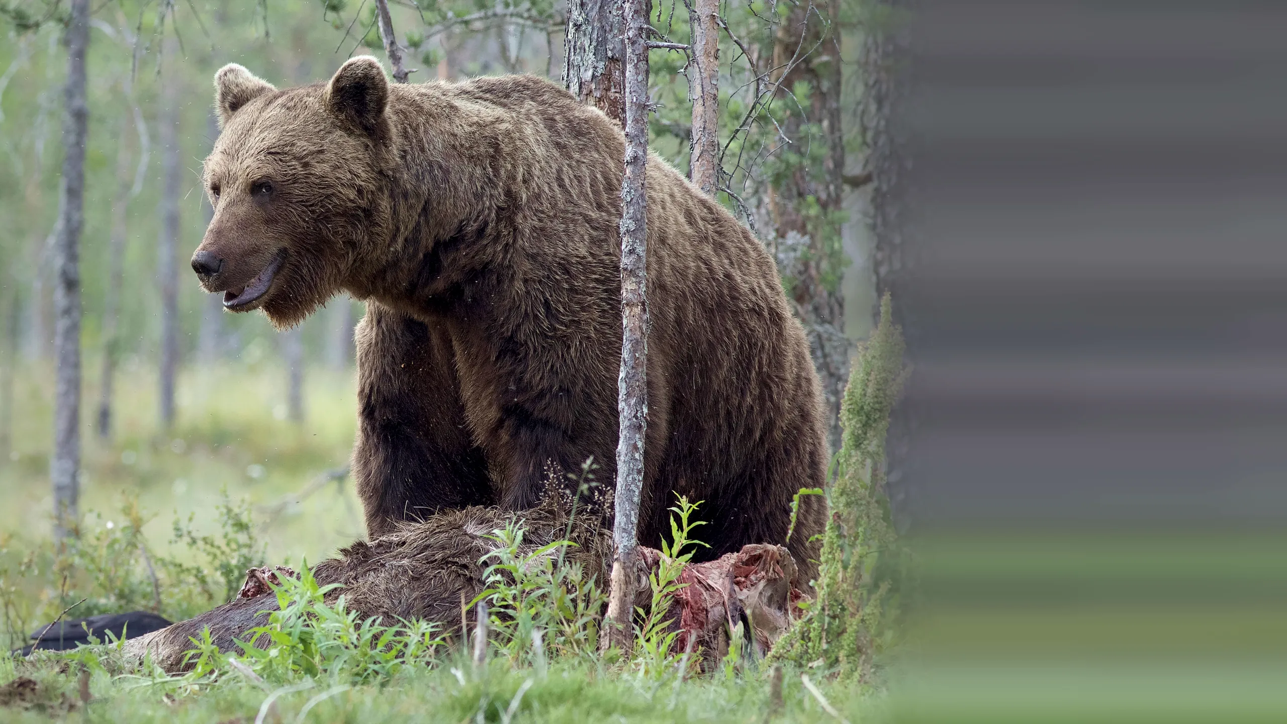 Wild Lapland