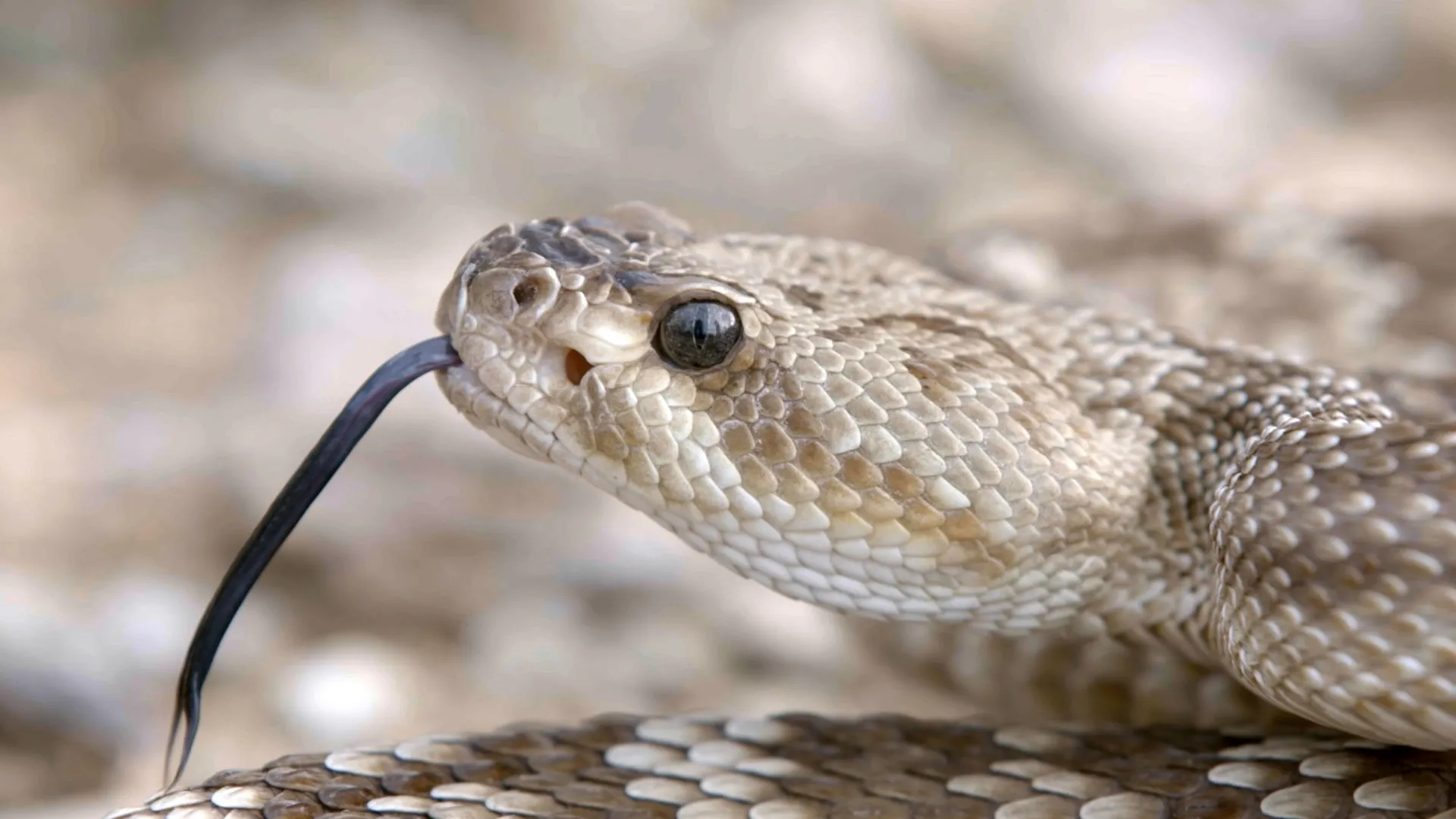 thumbnail - S1:E1 Zoltan Takacs: Venomous Animals