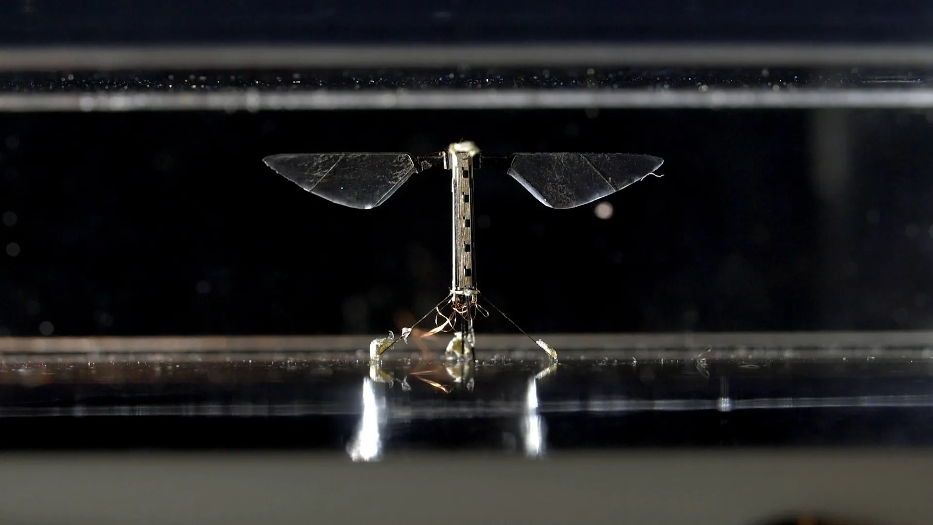 thumbnail - S1:E6 Robert Wood: Microrobotics and Honeybee Drones