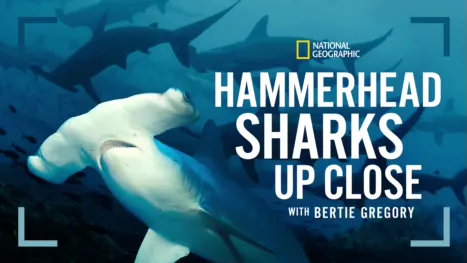 thumbnail - Hammerhead Sharks Up Close with Bertie Gregory