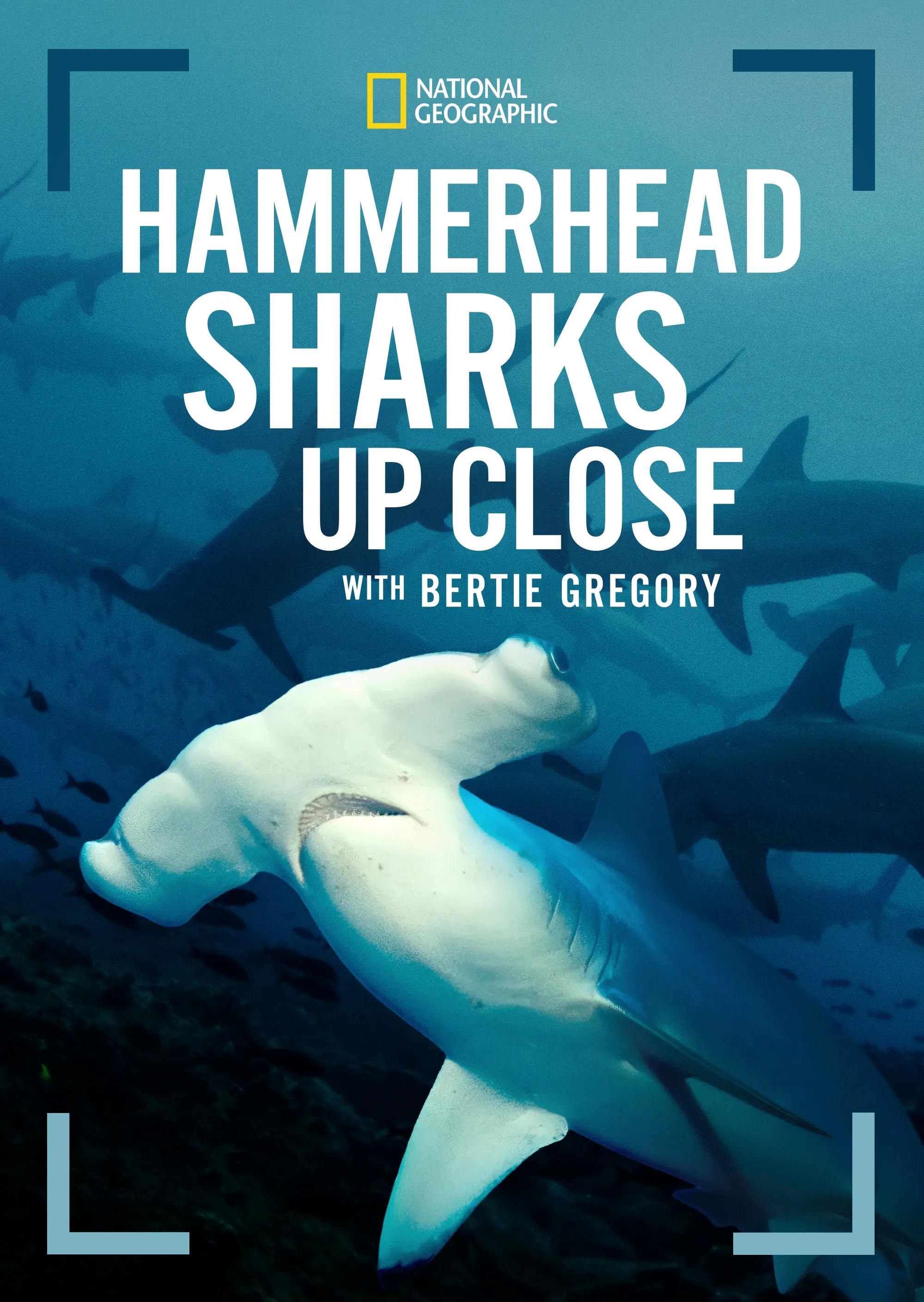 Hammerhead Sharks Up Close with Bertie Gregory