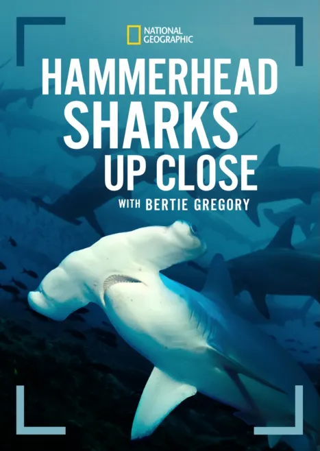 thumbnail - Hammerhead Sharks Up Close with Bertie Gregory