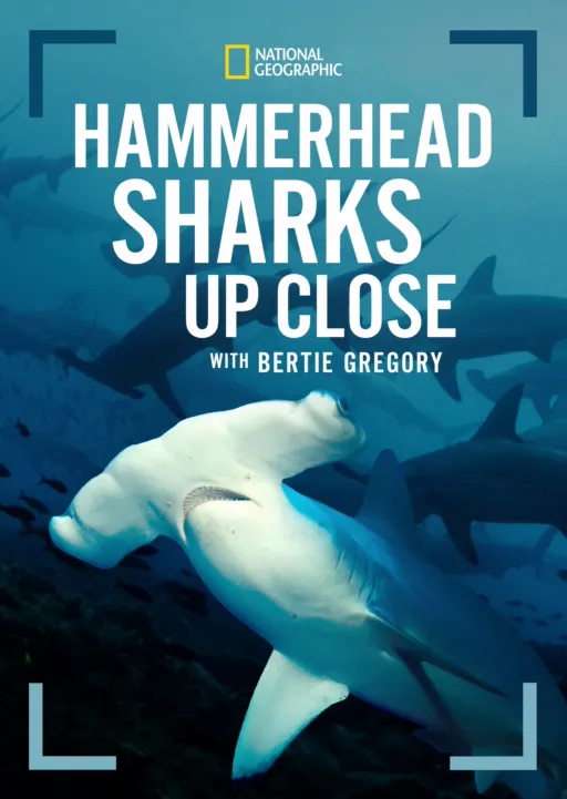 thumbnail - Hammerhead Sharks Up Close with Bertie Gregory