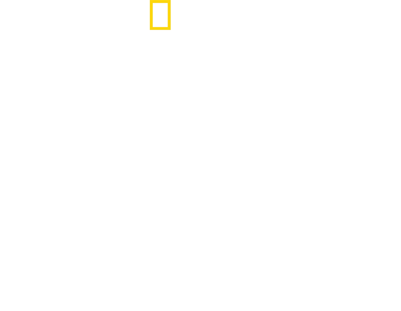 Hammerhead Sharks Up Close with Bertie Gregory