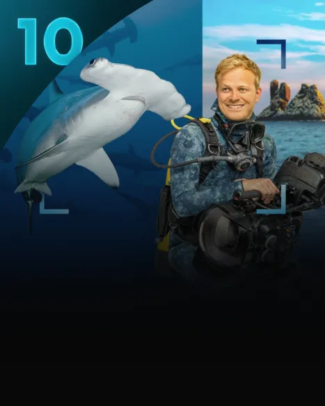Tiburones de cerca con Bertie Gregory: Tiburón martillo