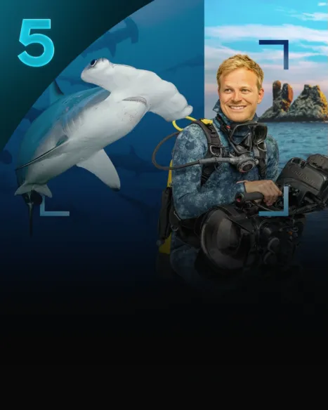 Tiburones de cerca con Bertie Gregory: Tiburón martillo