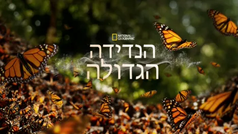 thumbnail - הנדידה הגדולה