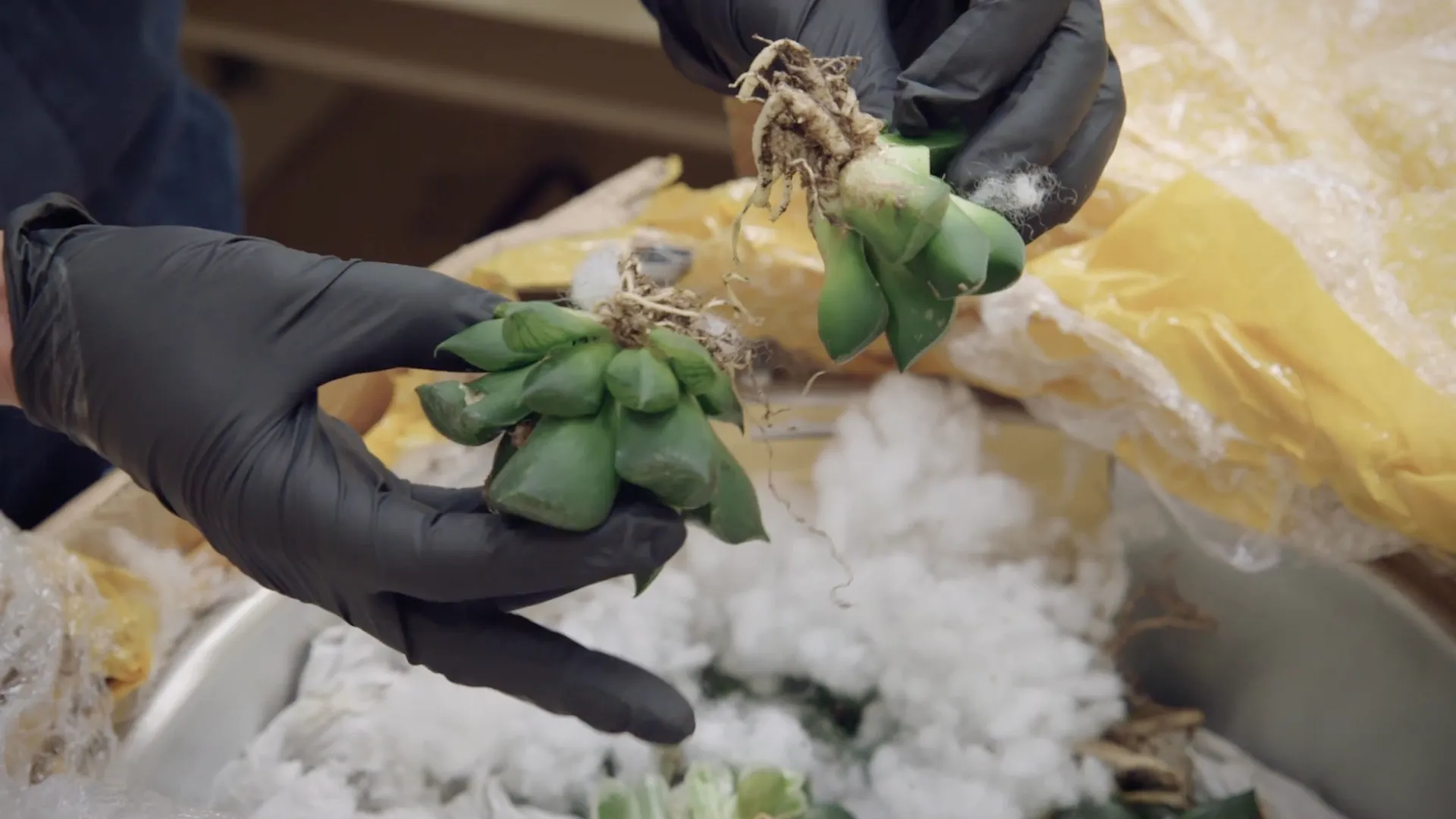 thumbnail - S15:E10 Bees and Bayonets