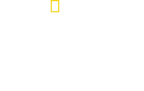 Hammerhaie hautnah mit Bertie Gregory