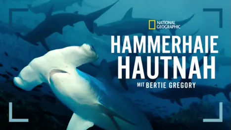 thumbnail - Hammerhaie hautnah mit Bertie Gregory