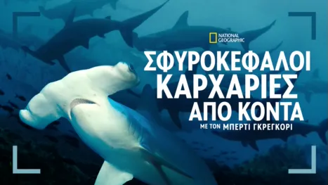 thumbnail - Σφυροκέφαλοι Καρχαρίες από Κοντά με τον Μπέρτι Γκρέγκορι