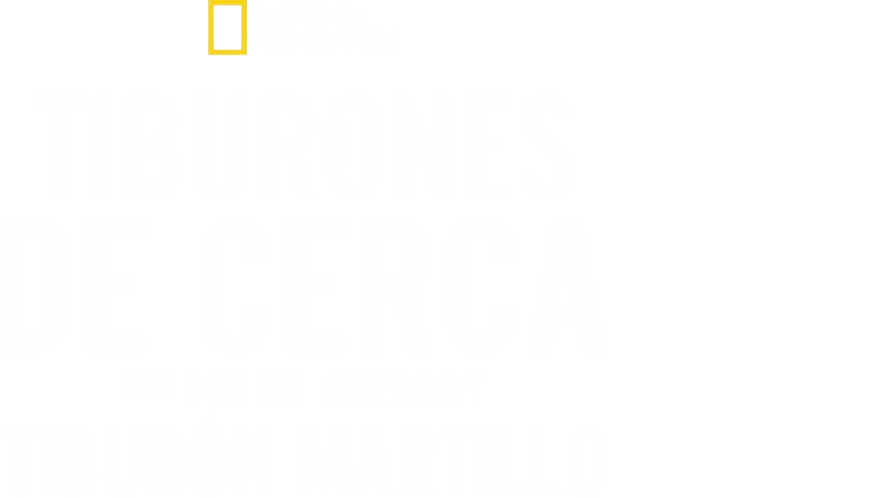 Tiburones de cerca con Bertie Gregory: Tiburón martillo