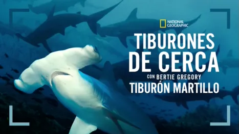 thumbnail - Tiburones de cerca con Bertie Gregory: Tiburón martillo