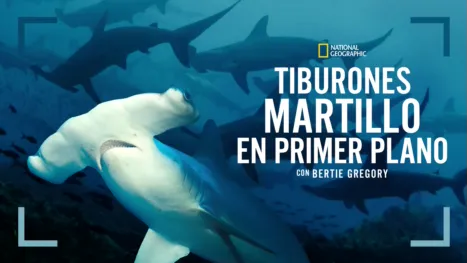 thumbnail - Tiburones martillo en primer plano con Bertie Gregory