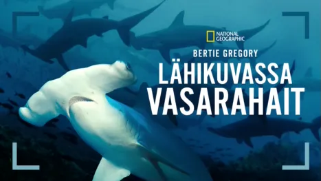 thumbnail - Bertie Gregory - lähikuvassa vasarahait