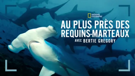 thumbnail - Au plus près des requins-marteaux avec Bertie Gregory