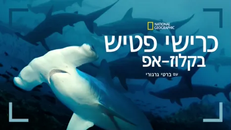 thumbnail - כרישי פטיש בקלוז-אפ עם ברטי גרגורי