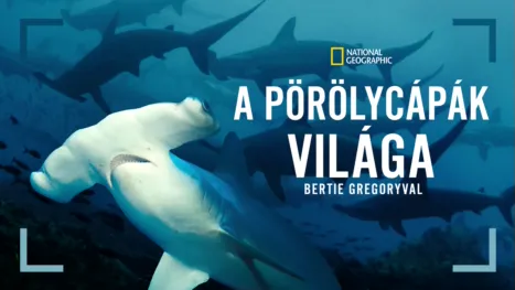thumbnail - A pörölycápák világa Bertie Gregoryval