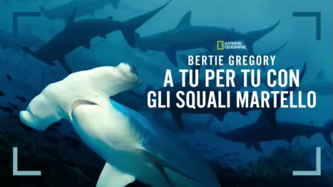 thumbnail - Bertie Gregory: A tu per tu con gli squali martello