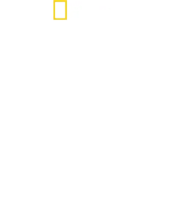 버티 그레고리의 해머 헤드 샤크 클로즈 업