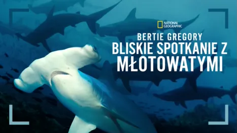 thumbnail - Bertie Gregory: bliskie spotkanie z młotowatymi